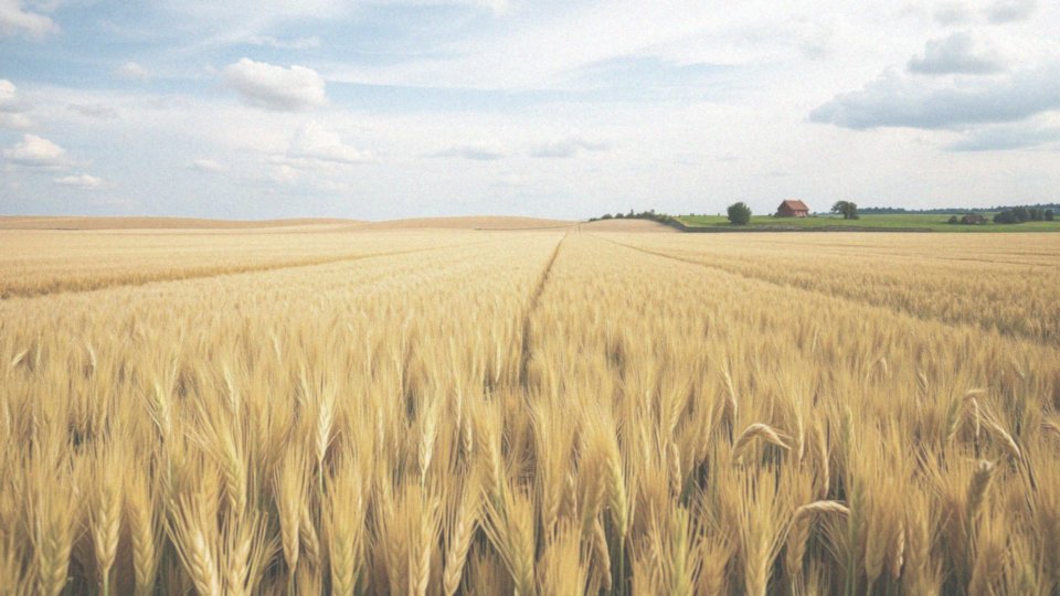 Jakie są różnice między siewem monogatunkowym a miksami?