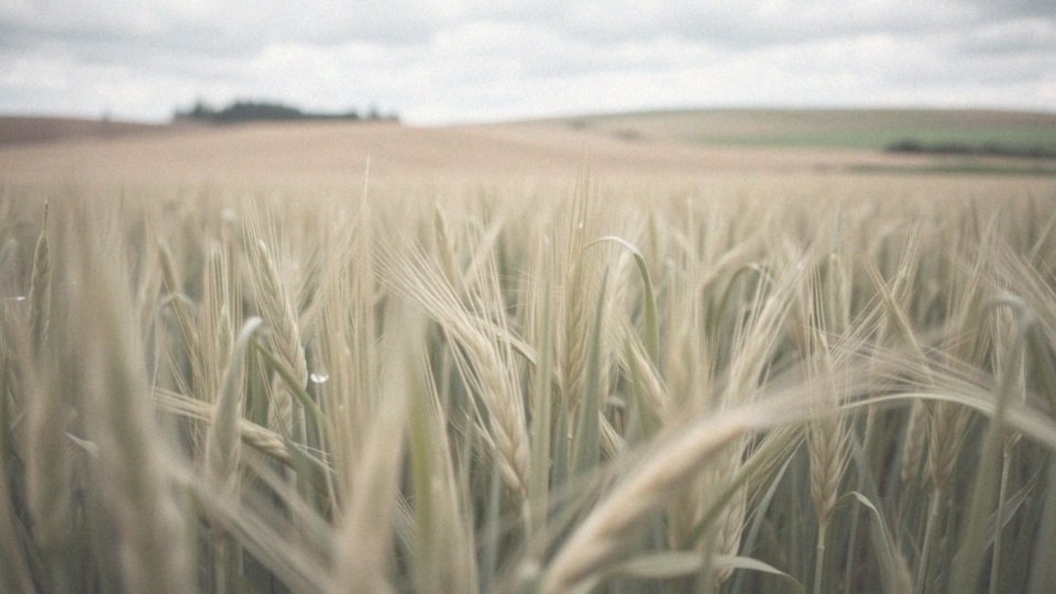 Jakie są ryzyka związane z mieszaniem fungicydów i nawozów dolistnych?