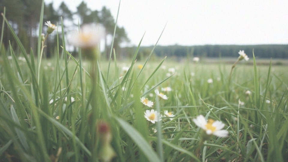 Jak długo utrzymują się objawy po ugryzieniu mrówki?