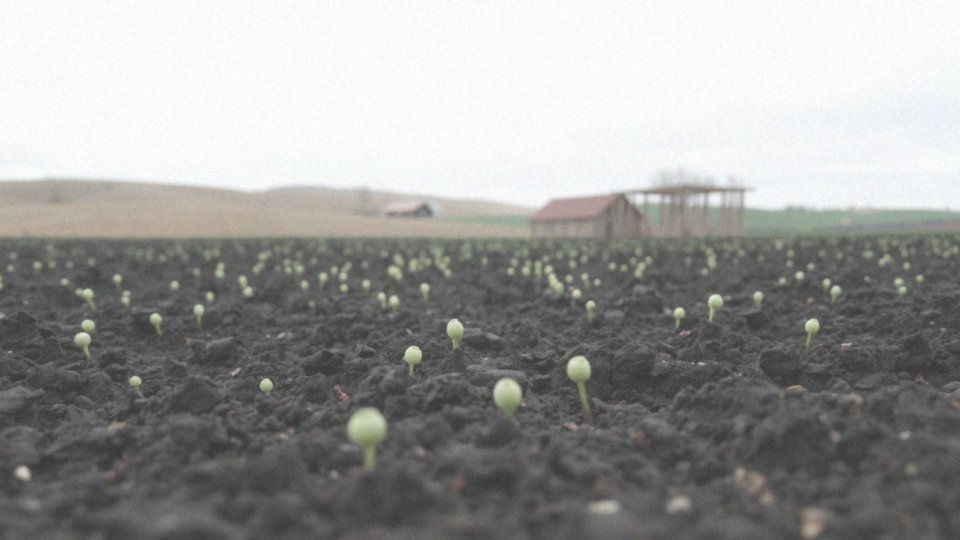 Termin siewu grochu – optymalne okresy i zalecenia uprawowe